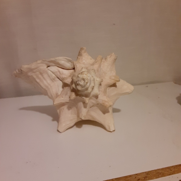 Conch Shell - Picture 2 of 3